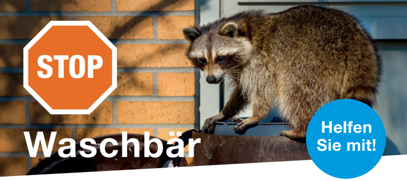 Amerikanischer Waschbär