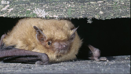 Mückenfledermaus